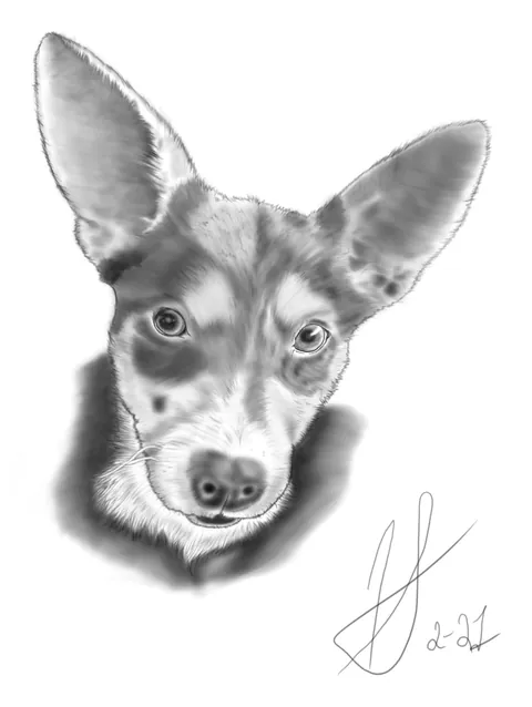 Shaded pencil portrait of a dog with large upright ears