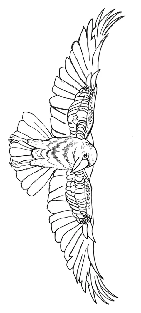 Line drawing of a dove with both wings spread wide