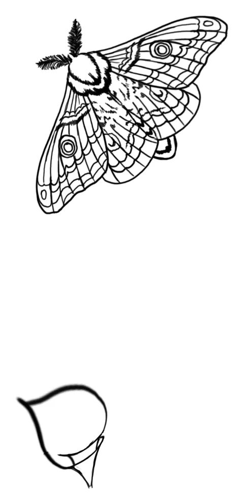 Line drawing of a moth with patterned wings