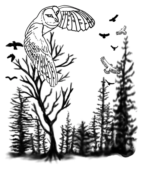 Shaded drawing of a barn owl flying from a bare tree in a pine forest