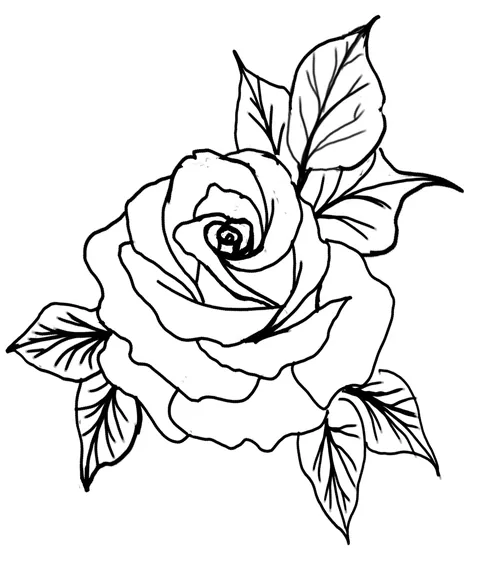 Line drawing of one open rose with leaves