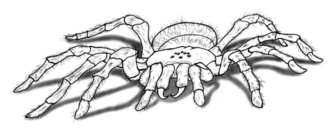 Shaded drawing of a tarantula
