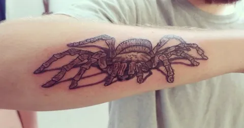A tarantula along the forearm, black and gray